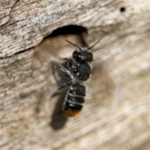 Megachile heliophila at Holder, ACT - 28 Oct 2024