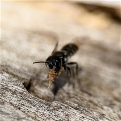 Megachile heliophila at Holder, ACT - 28 Oct 2024 02:43 PM