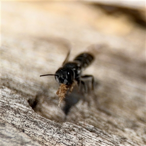 Megachile heliophila at Holder, ACT - 28 Oct 2024