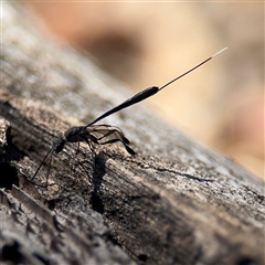 Gasteruption sp. (genus) (Gasteruptiid wasp) at Holder, ACT - 28 Oct 2024 by Hejor1