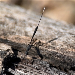 Gasteruption sp. (genus) at Holder, ACT - 28 Oct 2024 02:33 PM