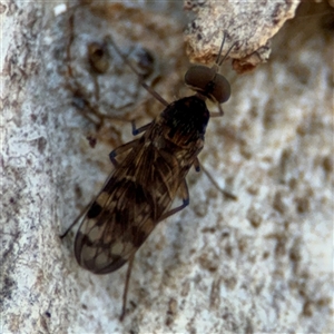 Sylvicola dubius at Holder, ACT - 28 Oct 2024 02:27 PM