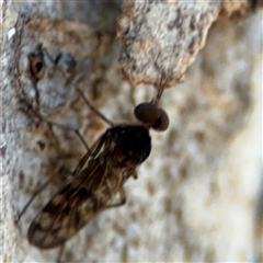 Sylvicola dubius at Holder, ACT - 28 Oct 2024