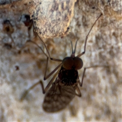 Sylvicola dubius at Holder, ACT - 28 Oct 2024