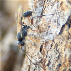 Ichneumonidae (family) (Unidentified ichneumon wasp) at Holder, ACT - 28 Oct 2024 by Hejor1