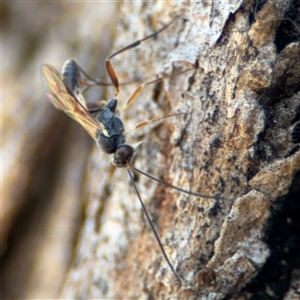 Ichneumonidae (family) at Holder, ACT - 28 Oct 2024