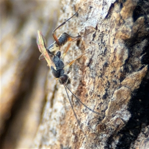 Ichneumonidae (family) at Holder, ACT - 28 Oct 2024