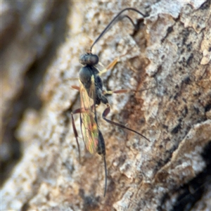 Ichneumonidae (family) at Holder, ACT - 28 Oct 2024