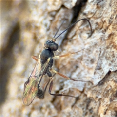 Ichneumonidae (family) at Holder, ACT - 28 Oct 2024