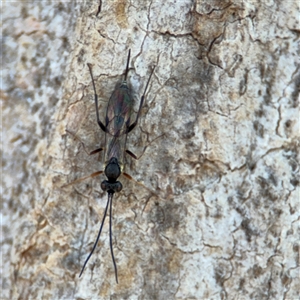 Ichneumonidae (family) at Holder, ACT - 28 Oct 2024 02:25 PM