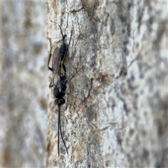 Ichneumonidae (family) at Holder, ACT - 28 Oct 2024 02:25 PM