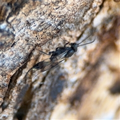 Ichneumonidae (family) at Holder, ACT - 28 Oct 2024 02:25 PM