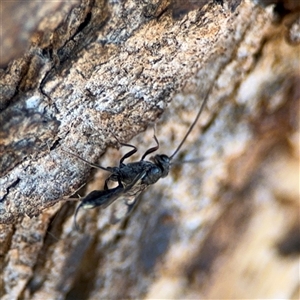 Ichneumonidae (family) at Holder, ACT - 28 Oct 2024 02:25 PM