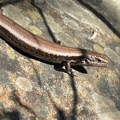 Lampropholis delicata at Needles, TAS - 19 Oct 2024 by Clarel