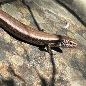 Lampropholis delicata at Needles, TAS by Clarel