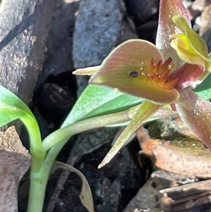 Chiloglottis triceratops at Needles, TAS - 19 Oct 2024