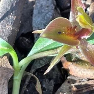 Chiloglottis triceratops at Needles, TAS - suppressed