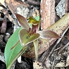 Chiloglottis triceratops at Needles, TAS - suppressed