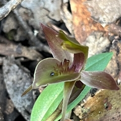 Chiloglottis triceratops at Needles, TAS - suppressed