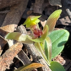 Chiloglottis triceratops at Needles, TAS - suppressed