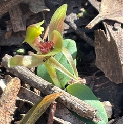 Chiloglottis triceratops at Needles, TAS - suppressed