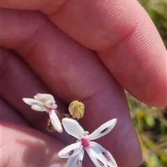 Burchardia umbellata (Milkmaids) at Lerida, NSW - 29 Oct 2024 by clarehoneydove