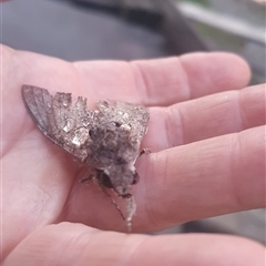 Agrius convolvuli (Convolvulus Hawk Moth) at Shark Creek, NSW - 28 Oct 2024 by Topwood