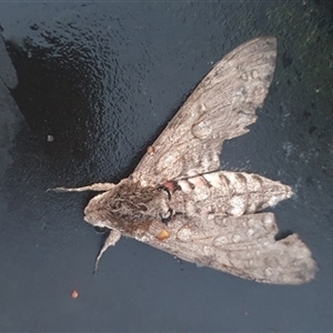 Agrius convolvuli at Shark Creek, NSW - 28 Oct 2024 07:10 PM