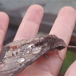 Agrius convolvuli at Shark Creek, NSW - 28 Oct 2024 07:10 PM