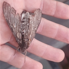 Agrius convolvuli at Shark Creek, NSW - 28 Oct 2024 07:10 PM