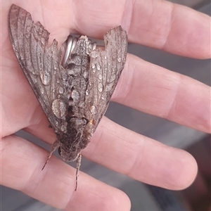 Agrius convolvuli at Shark Creek, NSW - 28 Oct 2024 07:10 PM