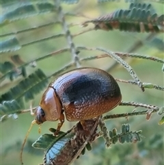 Dicranosterna immaculata (Acacia leaf beetle) at Lerida, NSW - 29 Oct 2024 by clarehoneydove