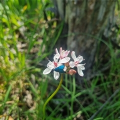 Burchardia umbellata (Milkmaids) at Lerida, NSW - 29 Oct 2024 by clarehoneydove