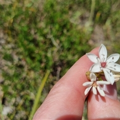 Burchardia umbellata at Lerida, NSW - 29 Oct 2024