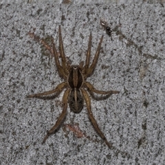 Dolomedes sp. (genus) at Yarralumla, ACT - 28 Oct 2024 by AlisonMilton