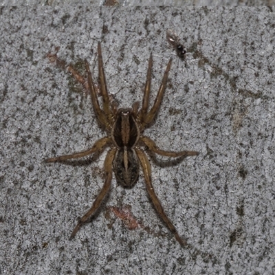 Dolomedes sp. (genus) at Yarralumla, ACT - 28 Oct 2024 by AlisonMilton