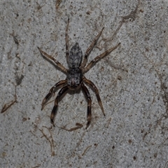 Arasia mollicoma (Flat-white Jumping Spider) at Yarralumla, ACT - 29 Oct 2024 by AlisonMilton