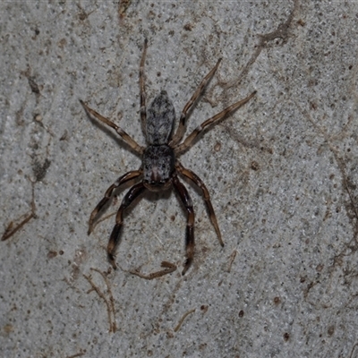 Arasia mollicoma (Flat-white Jumping Spider) at Yarralumla, ACT - 29 Oct 2024 by AlisonMilton