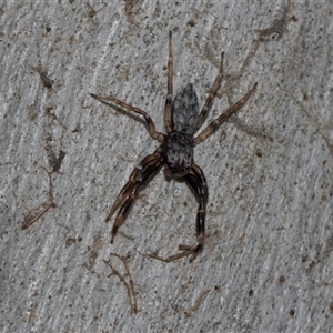 Arasia mollicoma at Yarralumla, ACT - 29 Oct 2024