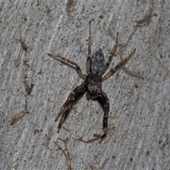 Arasia mollicoma at Yarralumla, ACT - 29 Oct 2024 10:25 AM