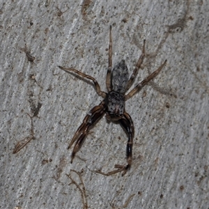 Arasia mollicoma at Yarralumla, ACT - 29 Oct 2024