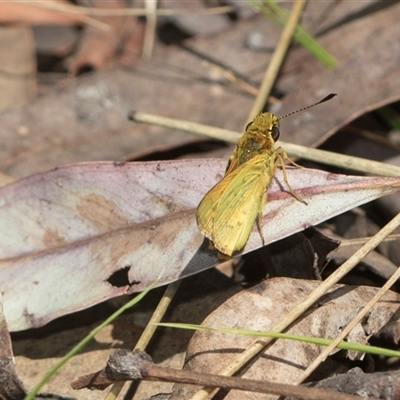 Ocybadistes walkeri (Green Grass-dart) at Yarralumla, ACT - 28 Oct 2024 by AlisonMilton