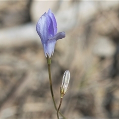 Wahlenbergia capillaris at Yarralumla, ACT - 29 Oct 2024 10:29 AM