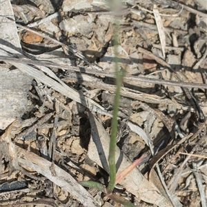 Wahlenbergia capillaris at Yarralumla, ACT - 29 Oct 2024 10:29 AM