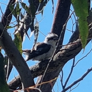 Dacelo novaeguineae at Lerida, NSW - 29 Oct 2024