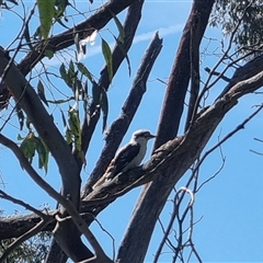 Dacelo novaeguineae at Lerida, NSW - 29 Oct 2024