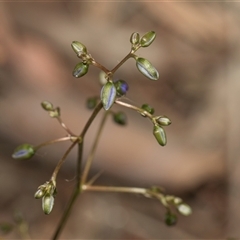 Dianella revoluta var. revoluta (Black-Anther Flax Lily) at Yarralumla, ACT - 28 Oct 2024 by AlisonMilton