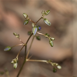 Dianella revoluta var. revoluta at Yarralumla, ACT - 29 Oct 2024 10:23 AM