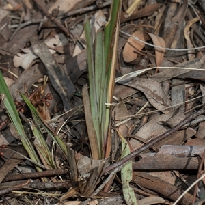 Dianella revoluta var. revoluta at Yarralumla, ACT - 29 Oct 2024 10:23 AM