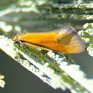 Philobota arabella at Holder, ACT - 28 Oct 2024